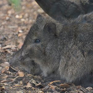 Northern long-nosed potoroo (Potorous tridactylus tridactylus)