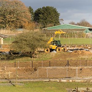 New monkey forest area, work in progress, ZSL Whipsnade, UK