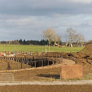 New monkey forest area, work in progress, ZSL Whipsnade, UK