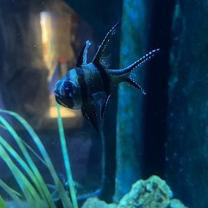 Banggai cardinal 251123