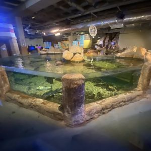 Rock Pools exhibit 251123