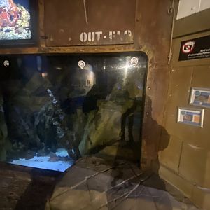 Giant Pacific octopus exhibit 251123