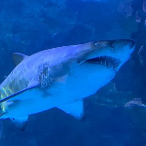 Shark Tunnel - Sand tiger shark 251123