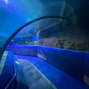 Shark Tunnel with travelator 251123