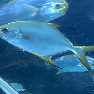 Shark Tunnel - Palometa 251123