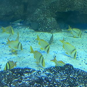 Shark Tunnel - Porkfish, Sergeant Major, Emperor Angelfish and Surgeonfish sp. 251123