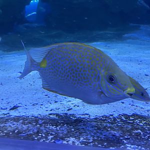 Shark Tunnel - Orange-spotted spinefoot 251123