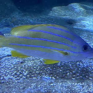 Shark Tunnel - Bluestriped grunt 251123