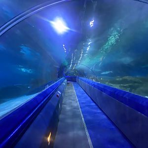Shark Tunnel with travelator 251123