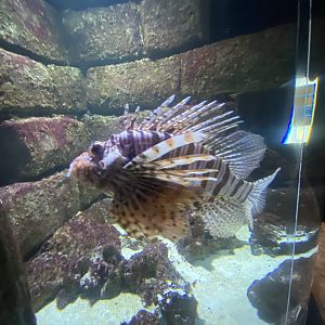 Venom - Lionfish 251123