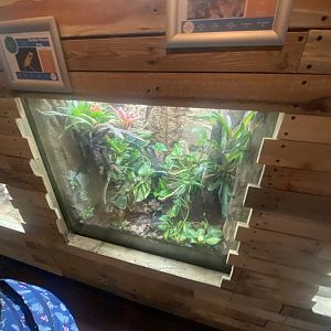 Venom - Golden poison frog exhibit 251123