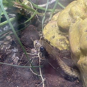 Venom - False water cobra exhibit 251123