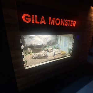Venom - Gila monster exhibit 251123