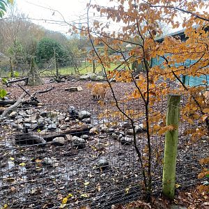 Red river hog enclosure 121223
