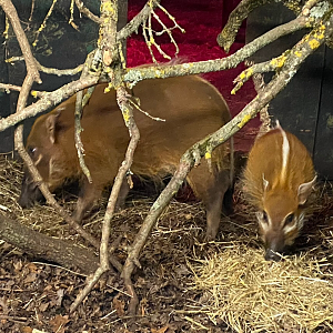 Red river hogs 121223
