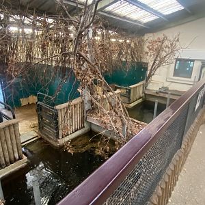Western pygmy hippopotamus and South American tapir indoors 121223