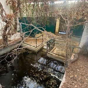 Western pygmy hippopotamus indoors 121223
