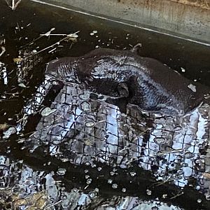 Western pygmy hippopotamus 121223