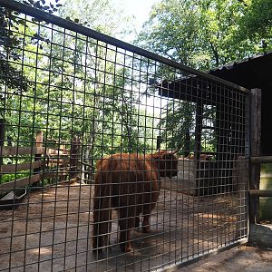 Scottish Highland cattle shelter and holding paddock, 2023-06-24