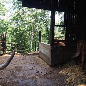 Scottish Highland cattle shelter and holding paddock, 2023-06-24