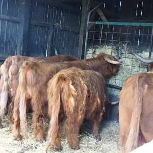 Scottish Highland cattle (Bos taurus taurus), 2023-06-24