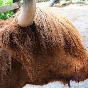 Scottish Highland cattle (Bos taurus taurus), 2023-06-24