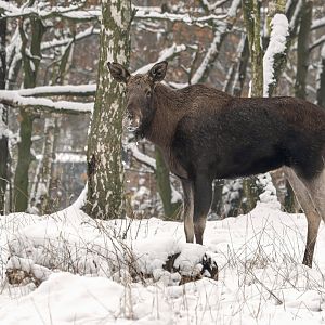 Eurasian elk (Alces alces)