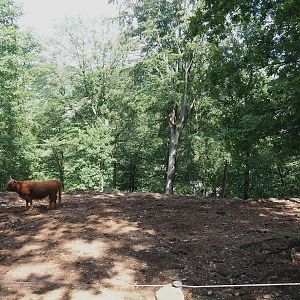 Scottish Highland cattle paddock, 2023-06-24