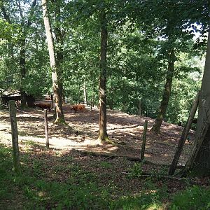 Scottish Highland cattle paddock, 2023-06-24