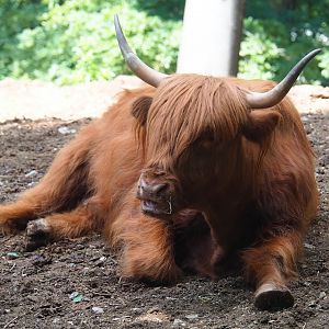Scottish Highland cattle (Bos taurus taurus), 2023-06-24