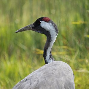 Eurasian Crane (Grus grus)