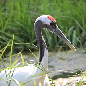 Red-crowned crane (Grus japonensis)