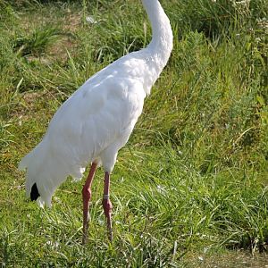 Siberian Crane (Leucogeranus leucogeranus)