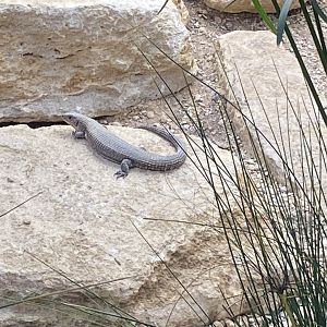 Thriving Through Nature - Sudan plated lizard 121223