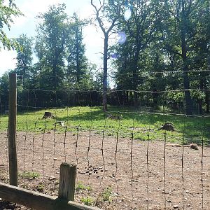 Bactrian camel paddock, 2023-06-24
