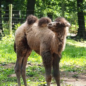 Bactrian camel calf (Camelus bactrianus), 2023-06-24