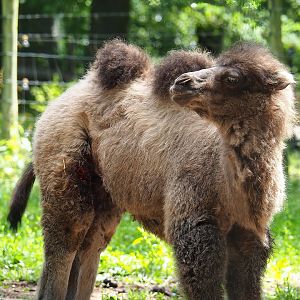 Bactrian camel calf (Camelus bactrianus), 2023-06-24