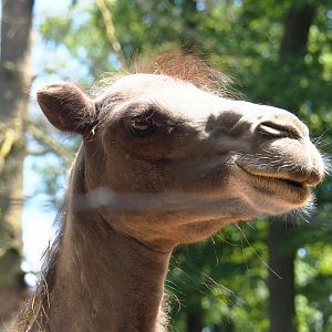 Bactrian camel (Camelus bactrianus), 2023-06-24