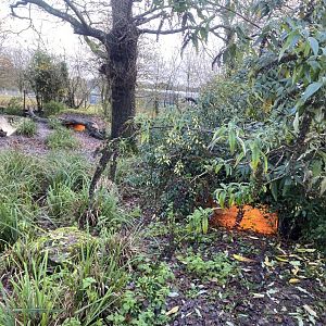 Bush dog enclosure 121223