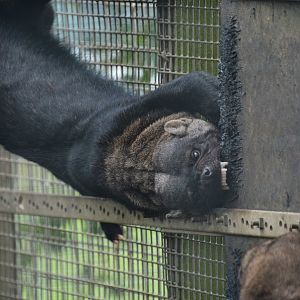 Guianan tayra (Eira barbara cf. "poliocephala")