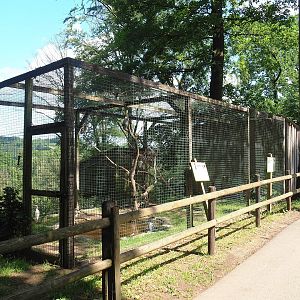 Black-crowned night heron and Western cattle egret aviary, 2023-06-24