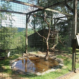 Black-crowned night heron and Western cattle egret aviary, 2023-06-24