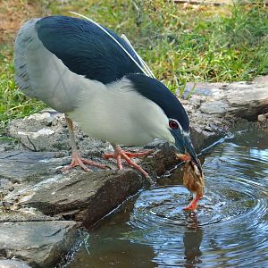 Black-crowned night heron (Nycticorax nycticorax nycticorax), 2023-06-24
