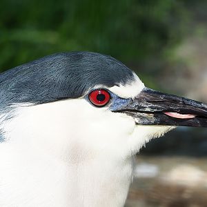 Black-crowned night heron (Nycticorax nycticorax nycticorax), 2023-06-24