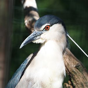 Black-crowned night heron (Nycticorax nycticorax nycticorax), 2023-06-24