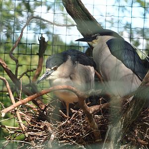 Black-crowned night heron (Nycticorax nycticorax nycticorax) nests, 2023-06-24