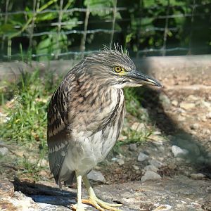 Juvenile Black-crowned night heron (Nycticorax nycticorax nycticorax), 2023-06-24