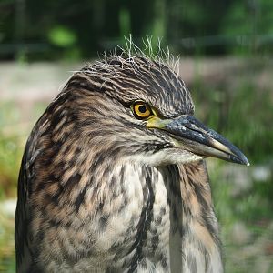 Juvenile Black-crowned night heron (Nycticorax nycticorax nycticorax), 2023-06-24