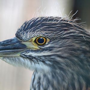 Juvenile Black-crowned night heron (Nycticorax nycticorax nycticorax), 2023-06-24