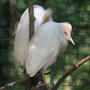 Western cattle egret (Bubulcus ibis ibis), 2023-06-24